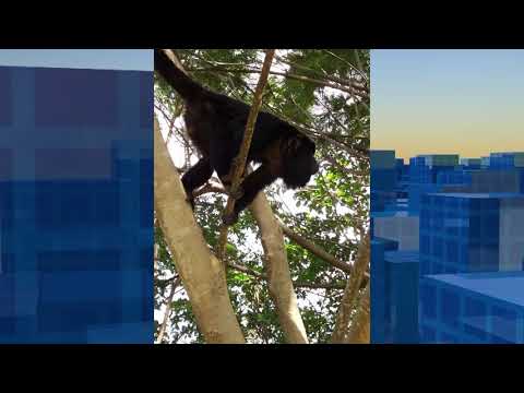 Macaco chama atenção de moradores do Vale do Sol