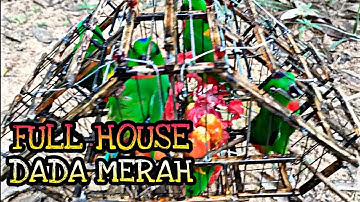 Memikat Serindit || Tapau Dada Merah Full Jebak / Full House Port Lalat #pikatserindit