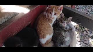 KITTENS GET NEW SHAVINGS by Feralcatsneedlove 155 views 4 months ago 3 minutes, 40 seconds