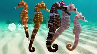 Peaceful Seahorses Floating in the Ocean 🌊🐚 | Relaxing Underwater Nature Video