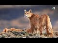 Maman puma chasse le lama - ZAPPING SAUVAGE