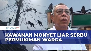 Monyet Liar Serbu Permukiman Warga, Wali Kota Tangsel: Ditangani BKSDA dan Damkar Secara Manual