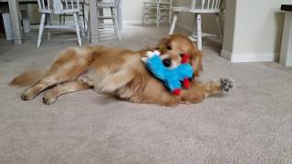 Den Retriever Plays With Squeaky Toy Oshies World