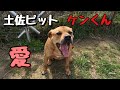 保健所から来た土佐ピット ケンくん 可愛いパパっ子！？Dog Rescue A&R