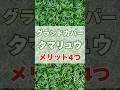 人気のグランドカバー「タマリュウ」のメリット4つ #玉竜 #雑草対策 #グランドカバー #グランドカバープランツ #ガーデニング #庭づくり #shorts  #庭作業 #多年草 #常緑多年草 #下草