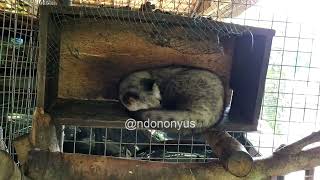 Beauty Of Indonesia - Unique Luwak Coffee, From Luwak Poop