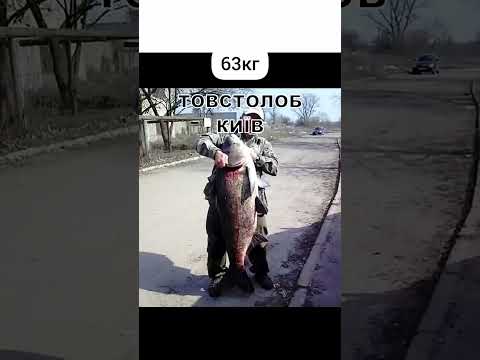 ТОП найбільших риб України Чи знаєш ти всіх