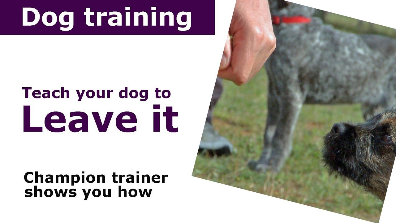 How to teach your dog to leave it Expert puppy training advice YouTube