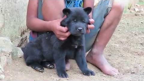 Cộc cái đen 50 ngày tuổi (Chó bản Mông cực hoang dã)