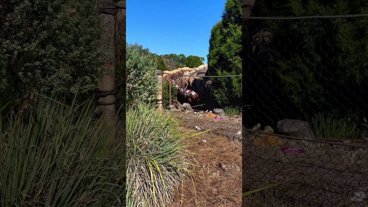 Seven Dwarfs Mine Train 🎢 Slow Motion Disney Magic! 