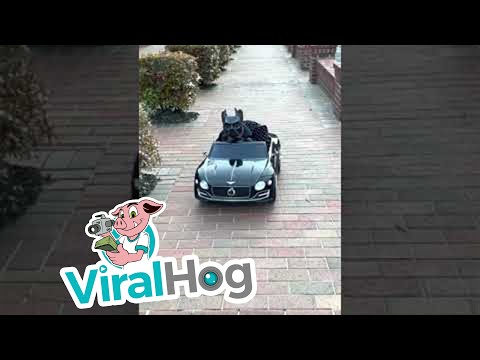 Batdog Takes His Batmobile for a Drive || ViralHog