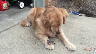 golden retriever with birds