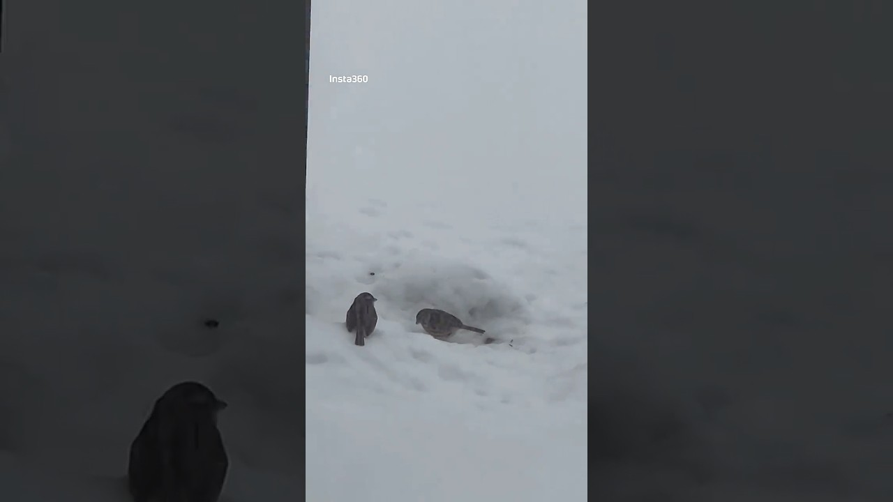 Bird Watching | Winter Wonderland #snow #2026 #winter #birds ❄️