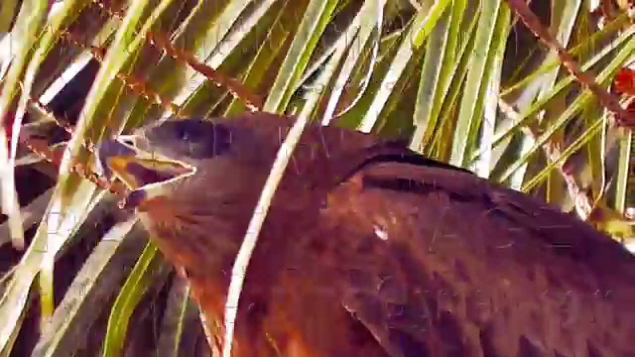 Karachi Urban Bird of Prey Black Kite Calling YouTube