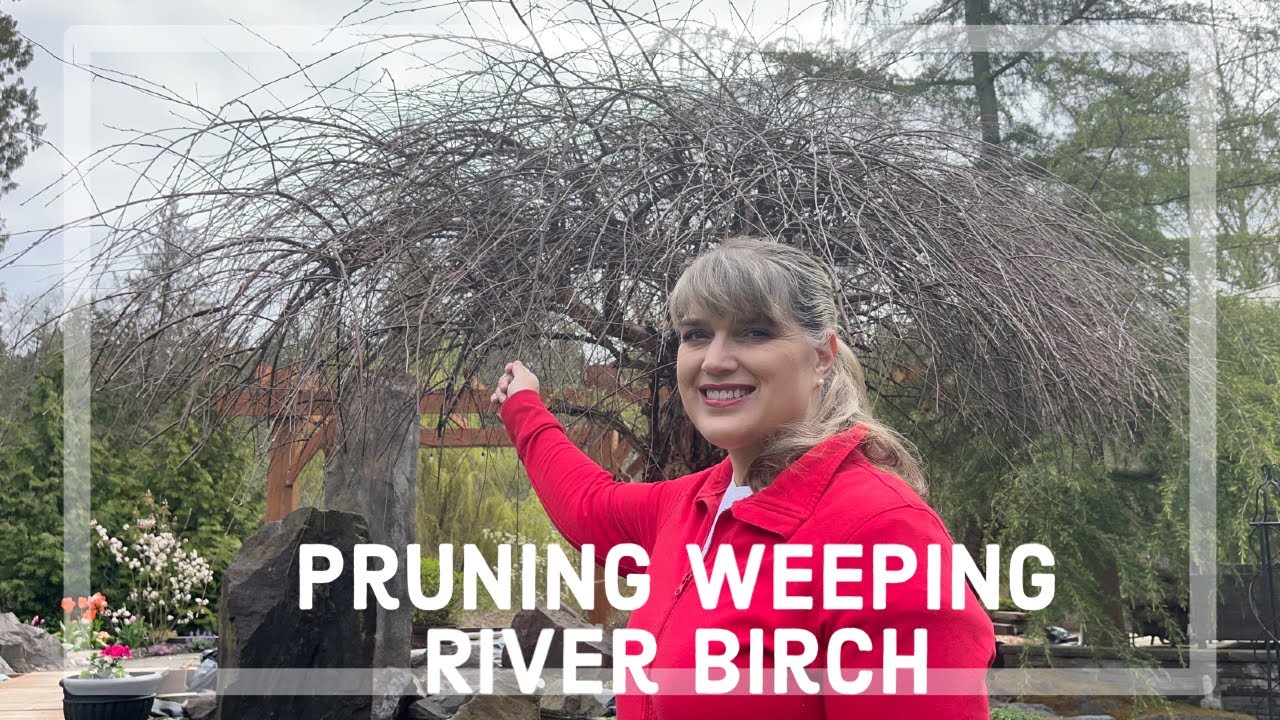 Pruning a Weeping River Birch Tree 🌳 YouTube