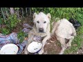 Senior Dog Cried In Appreciation After Being Abandoned in the Heat For
3 Weeks Unable To Walk