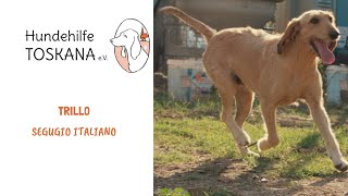 Trillo  | Segugio Italiano | Zuhause gesucht | Hund aus dem Tierschutz | Hundehilfe Toskana e.V.