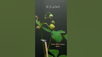 يا ايها الذين امنو اذا نودي للصلاة من يوم الجمعة فاسعوا الى ذكر الله وذروا البيع | القارئ رعد الكردي