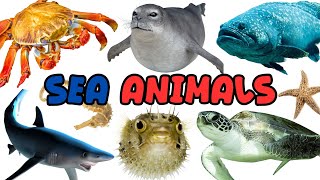 50 ocean animals kids learn sea creatures english fun preschool