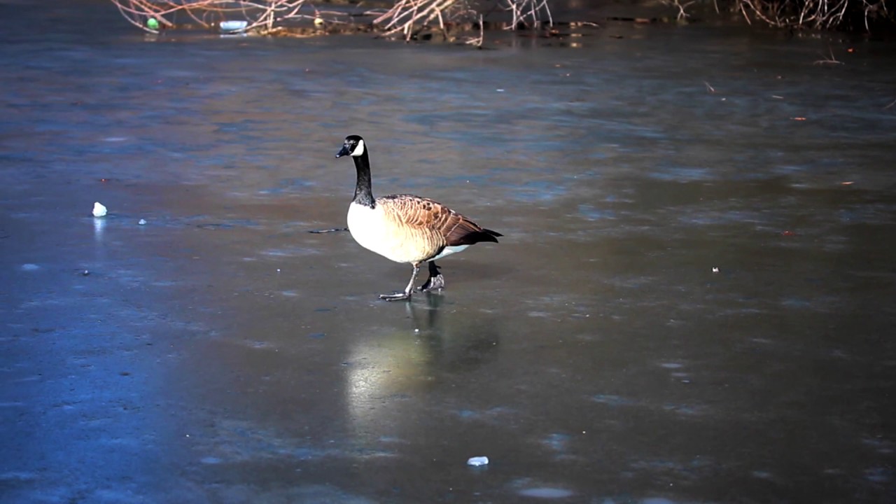 Ice Skating DUCKS!