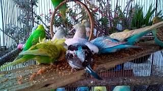 🐤 Cinnamon Mutation in Budgies 🌸 A Soft and Warm Look screenshot 4