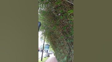 Trúc Cần Câu (Bambusa Multiplex) #vietnambiketours.com