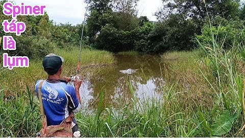 Câu cá lóc_Thời tiết thay đổi, điểm cũ vẫn lên hàng @Hữunghị tv