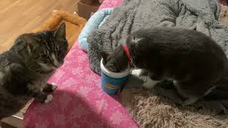 Cat gets his own snacks from container #cats by JOANNA AUD 124 views 2 months ago 24 seconds