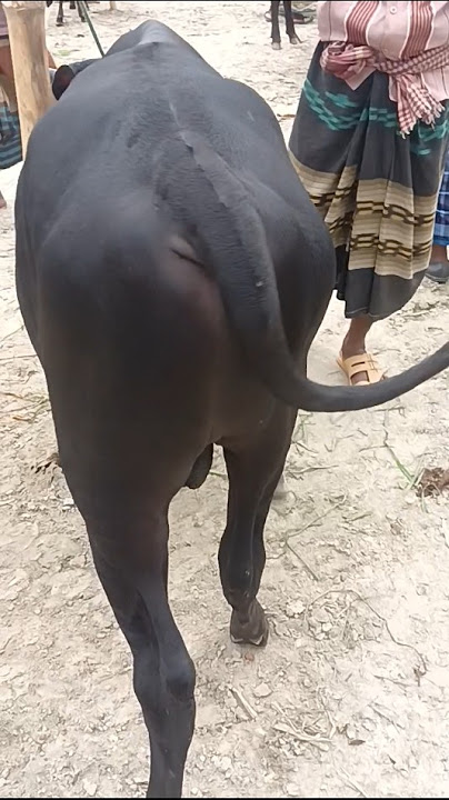 চুকনগর গরুর হাট#short