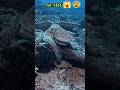 scary😱#treding #tredin#animals
