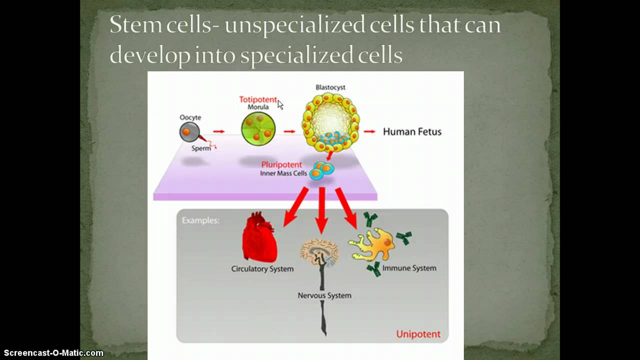 what is cell specialization