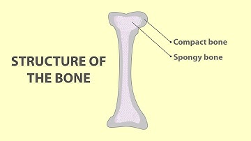 Structure of Bone | Microscopic and Macroscopic Structure of the Bone | Veterinary Anatomy