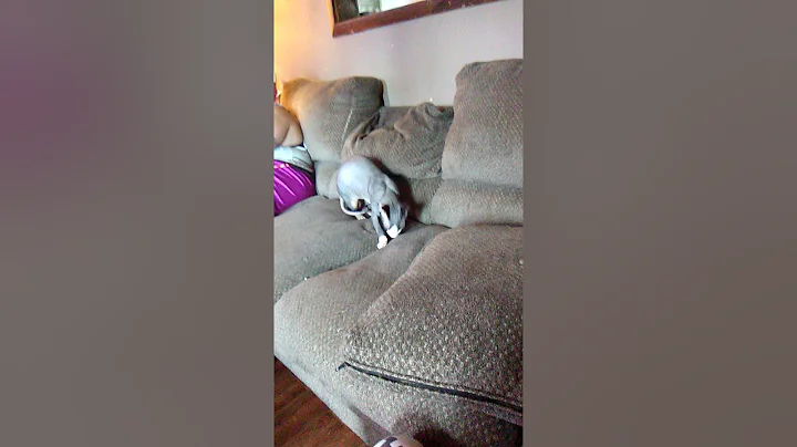 Watch the video about Hairless cat attacks button