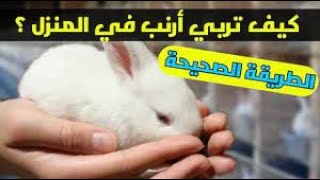 طريقه التغذيه الصحيه والصحيحة للارنب