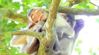 Oops Sad Pity On Baby So Awesome Sleeping On Tree Like This, Worry Of Falling