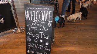 A Southampton Pub Is Taken Over By A Grumble Of Pugs