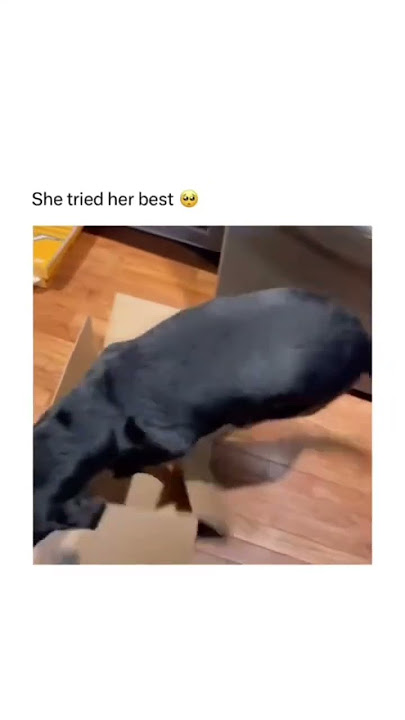 Follow Doggydorky on instagram😂🐶 #dogmemes #doglovers #dogshorts #dog #viral #memes