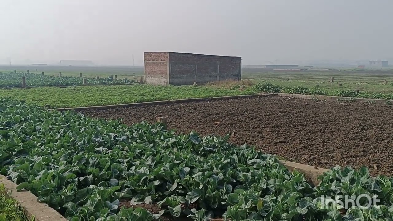 Bairiya plot for sale! Plot_for_ sale_patna! Residential_plot_for_sale! property_in_patna 9241957033