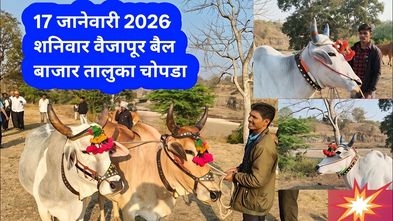 17 जानेवारी 2026🔴 | वैजापूर बैल बाजार | तालुका😱 चोपडा जिल्हा जळगाव | ✅शेतकरी सातपुडा | बैलगाड्या🙋