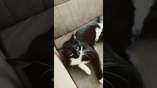 I Thought It Was Just A Babby