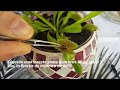 Planta carnivora Dionaea muscipula - ingrijire si hranire/Dionaea, feeding and care instructions