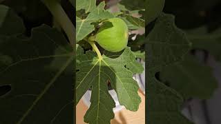 무화과 나무 집에서 키우기#shorts #plants#실내 과일나무 #gardening