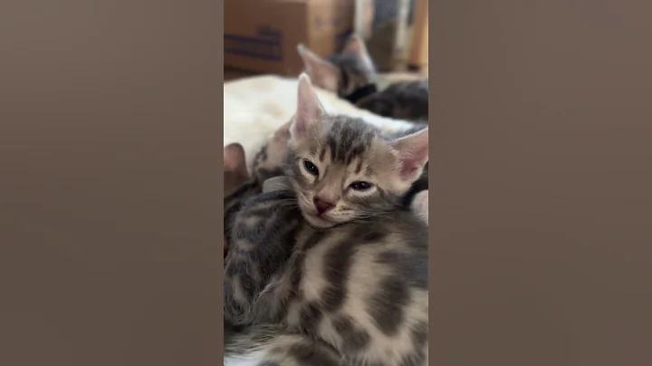 Video 10843821: blue bengal kitten, bengal cat, rare bengal