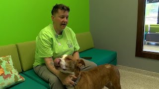 WebXtra: SPCA of East Texas helping 17 dogs recover from abusive situation