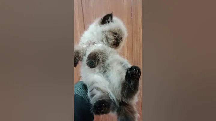 Video 11778611: persian himalayan kittens, longing