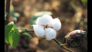 MUJI無印良品:Growing cotton, cotton farming.