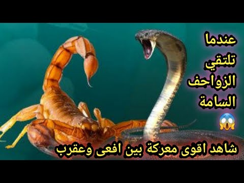 معركة بين الافعى والعقرب شاهد اقوى معركة بين الافعى والعقرب اقوى معارك الحيوانات لا يصدق