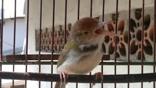 burung prenjak lumut gacor nyari musuh