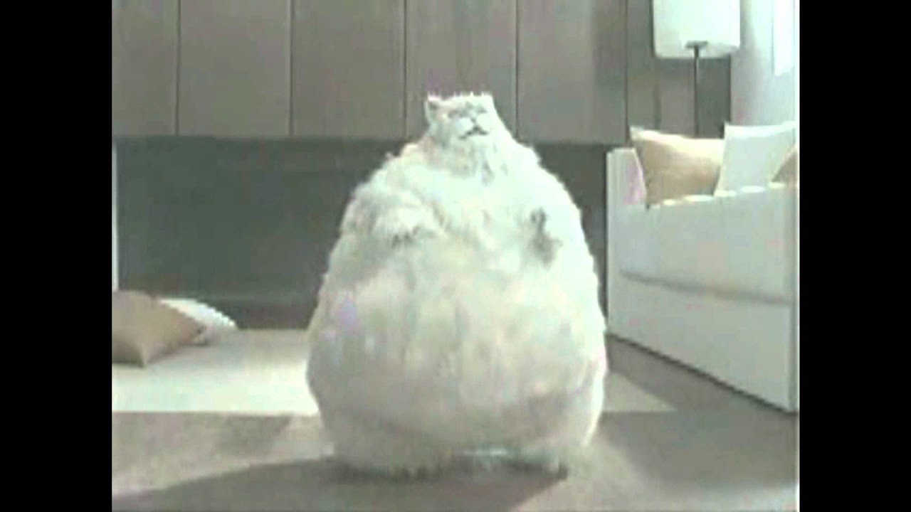 Morbidly Obese Cat Dances To Sexy And I Know It By LMFAO YouTube