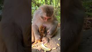 Monkey ( monkey cute ) , monyet lucu , monyet